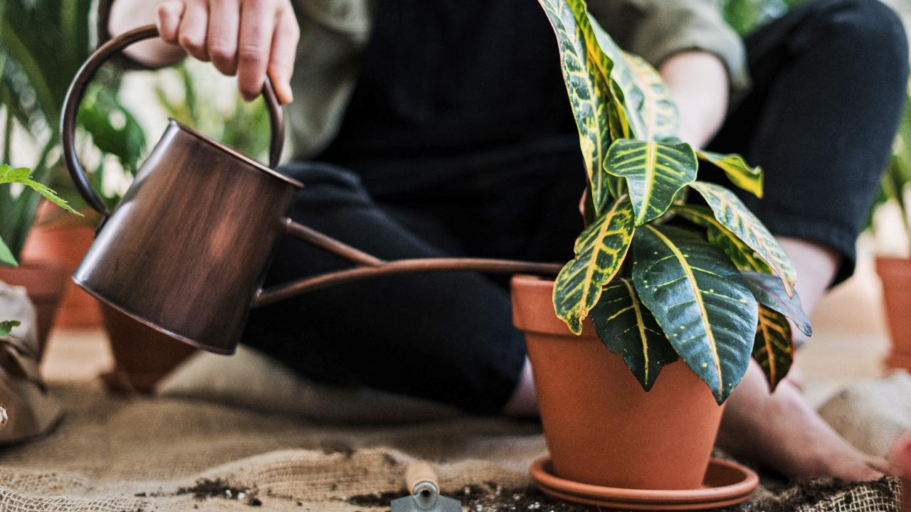 Tudo sobre jardinagem: conheça 7 mitos e verdades